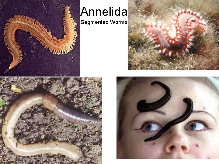 Annelida “Segmented Worms” 
