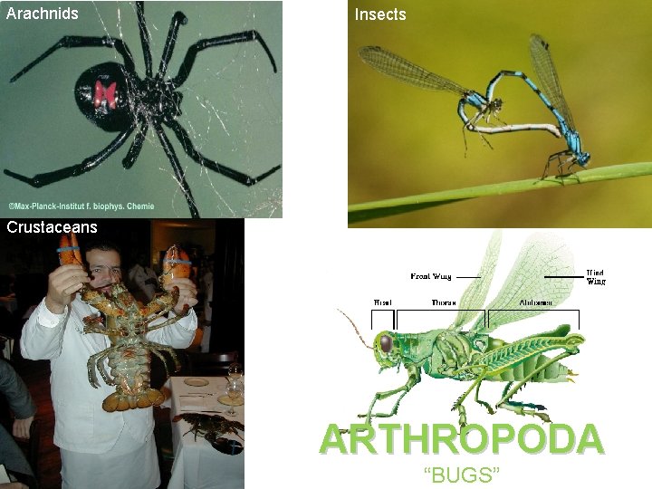 Arachnids Insects Crustaceans ARTHROPODA “BUGS” 