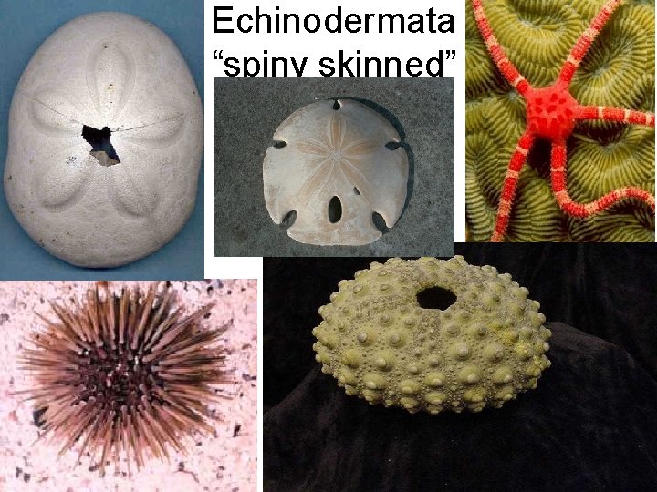 Echinodermata “spiny skinned” 