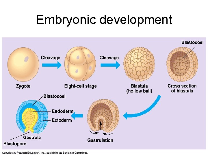 Embryonic development 