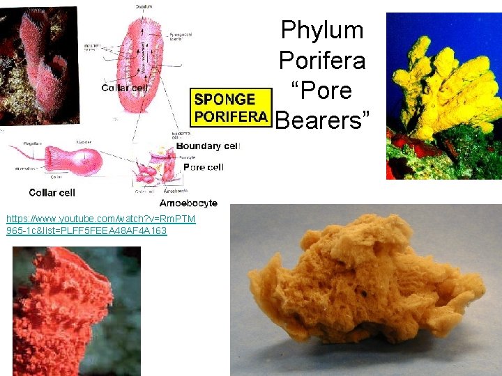 Phylum Porifera “Pore Bearers” https: //www. youtube. com/watch? v=Rm. PTM 965 -1 c&list=PLFF 5