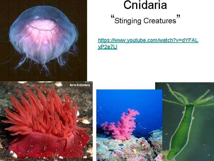 Cnidaria “Stinging Creatures” https: //www. youtube. com/watch? v=d. YFAL y. P 2 e 7