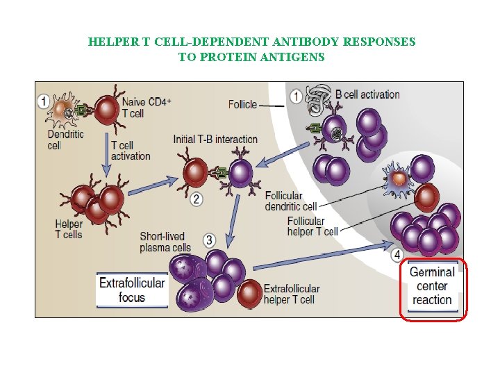 HELPER T CELL-DEPENDENT ANTIBODY RESPONSES TO PROTEIN ANTIGENS 