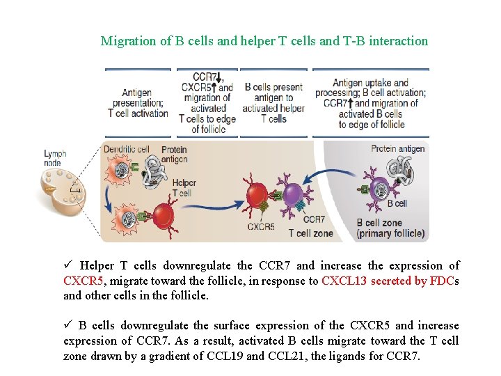 Migration of B cells and helper T cells and T-B interaction ü Helper T