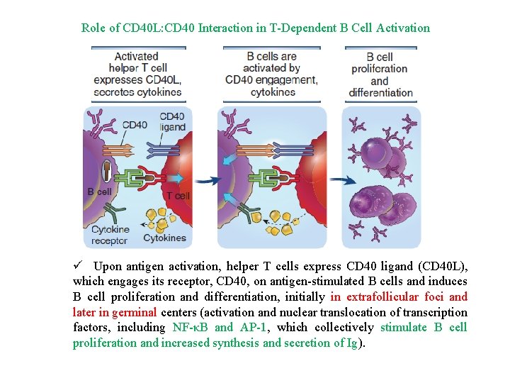 Role of CD 40 L: CD 40 Interaction in T-Dependent B Cell Activation ü