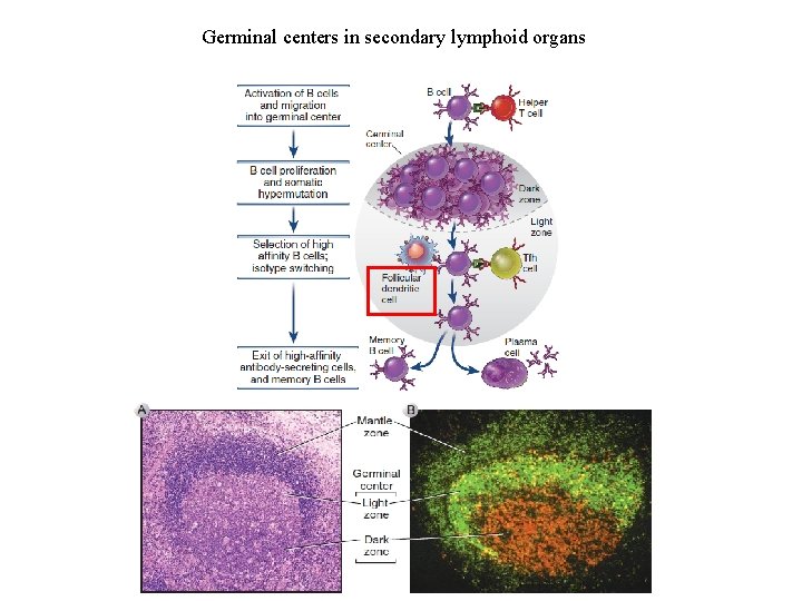 Germinal centers in secondary lymphoid organs 