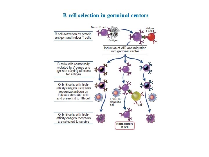 B cell selection in germinal centers 