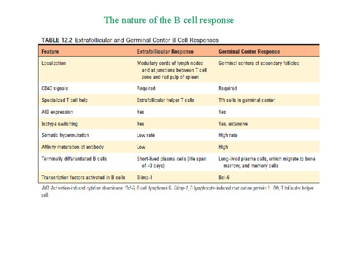 The nature of the B cell response 