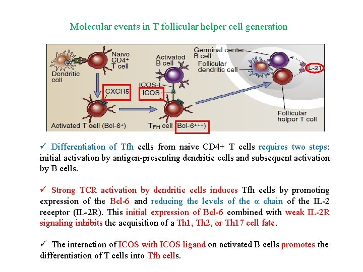 Molecular events in T follicular helper cell generation ü Differentiation of Tfh cells from