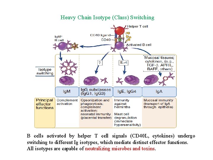 Heavy Chain Isotype (Class) Switching B cells activated by helper T cell signals (CD