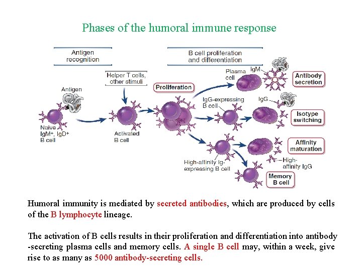 Phases of the humoral immune response Humoral immunity is mediated by secreted antibodies, which