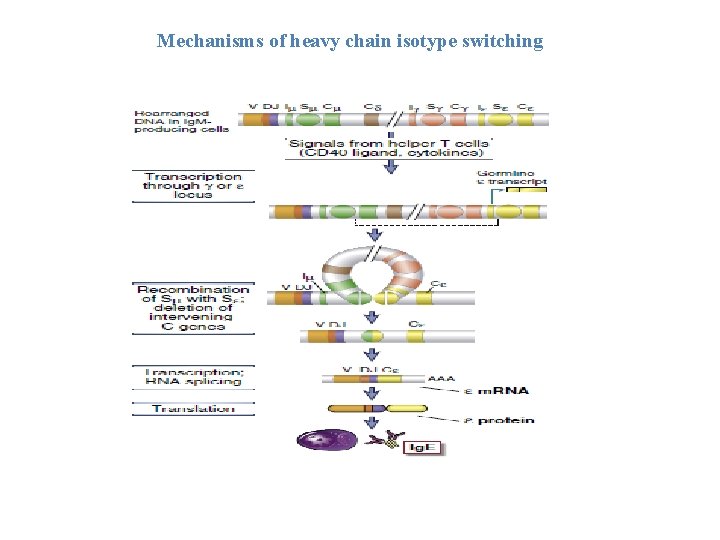 Mechanisms of heavy chain isotype switching 