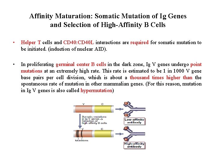 Affinity Maturation: Somatic Mutation of Ig Genes and Selection of High-Affinity B Cells •