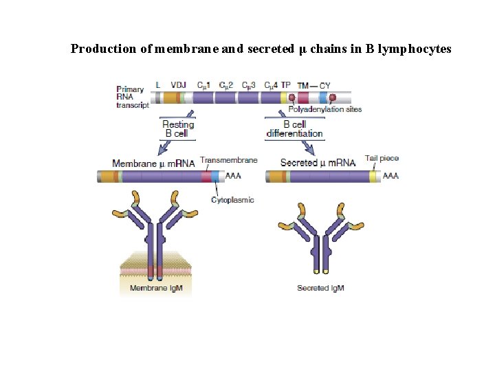Production of membrane and secreted μ chains in B lymphocytes 