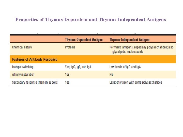 Properties of Thymus-Dependent and Thymus-Independent Antigens 