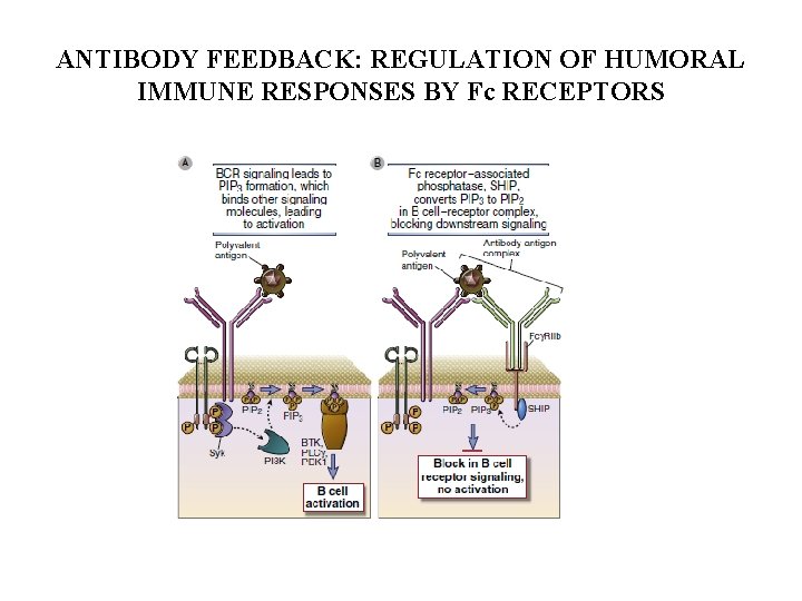 ANTIBODY FEEDBACK: REGULATION OF HUMORAL IMMUNE RESPONSES BY Fc RECEPTORS 