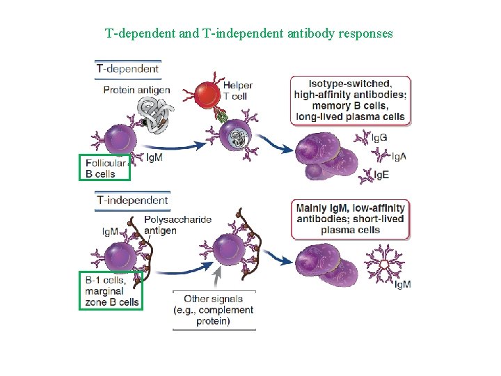 T-dependent and T-independent antibody responses 