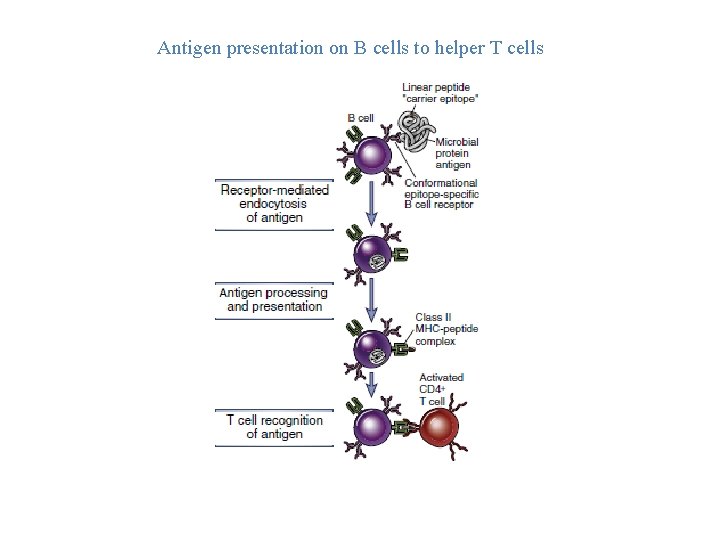 Antigen presentation on B cells to helper T cells 
