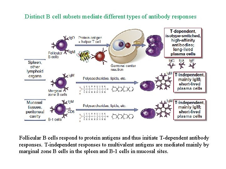 Distinct B cell subsets mediate different types of antibody responses Follicular B cells respond