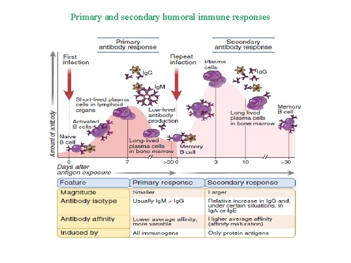 Primary and secondary humoral immune responses 
