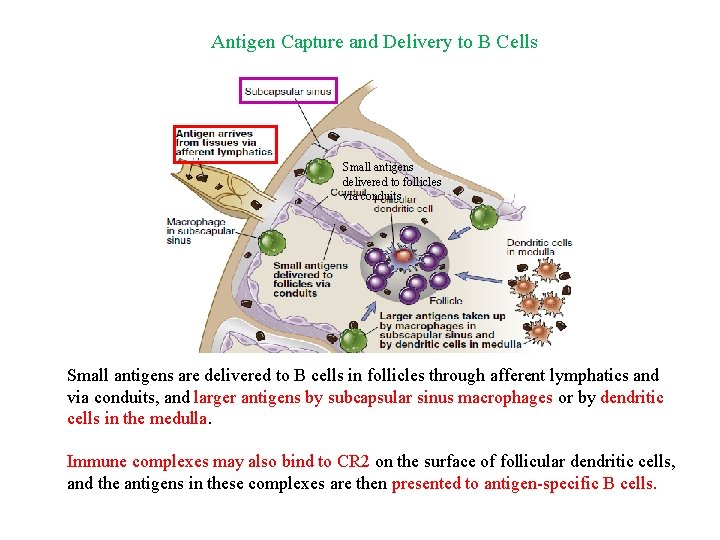Antigen Capture and Delivery to B Cells Small antigens delivered to follicles via conduits