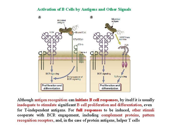 Activation of B Cells by Antigens and Other Signals Although antigen recognition can initiate