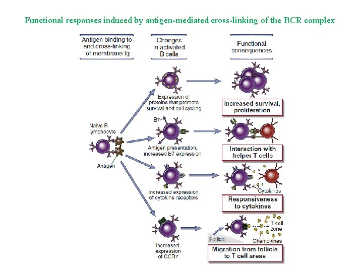 Functional responses induced by antigen-mediated cross-linking of the BCR complex 