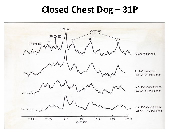 Closed Chest Dog – 31 P 