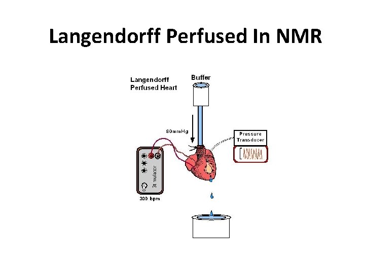 Langendorff Perfused In NMR 