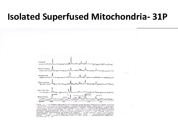 Isolated Superfused Mitochondria- 31 P 