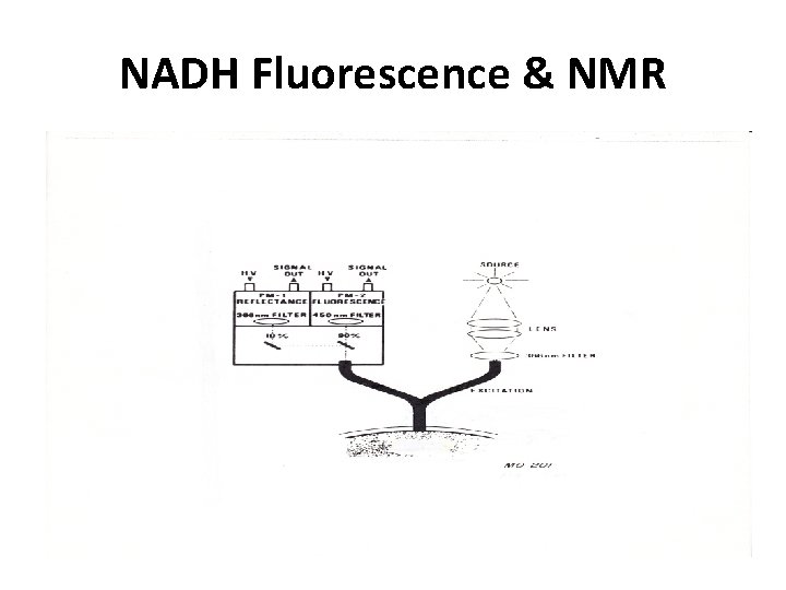 NADH Fluorescence & NMR 