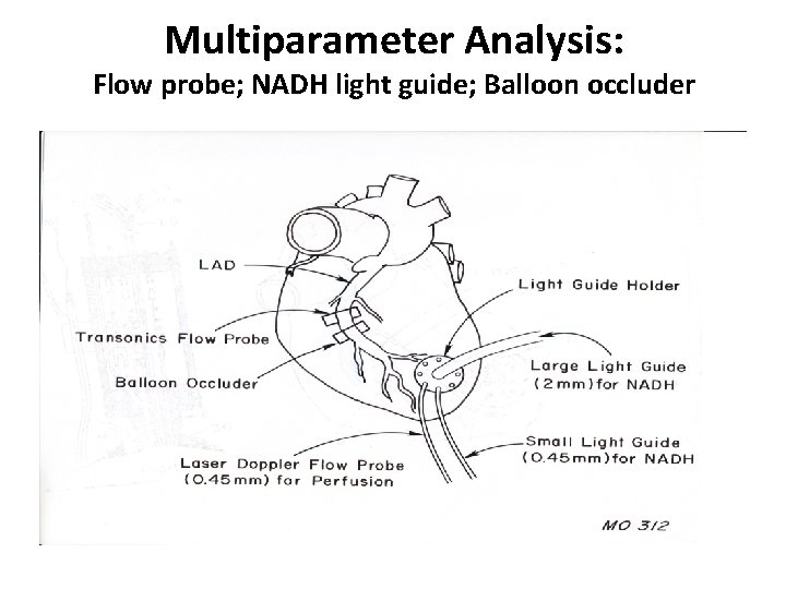 Multiparameter Analysis: Flow probe; NADH light guide; Balloon occluder 