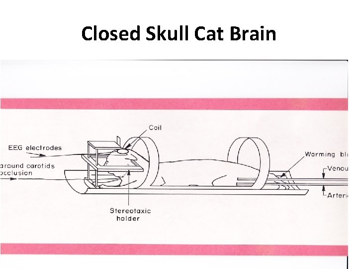 Closed Skull Cat Brain 