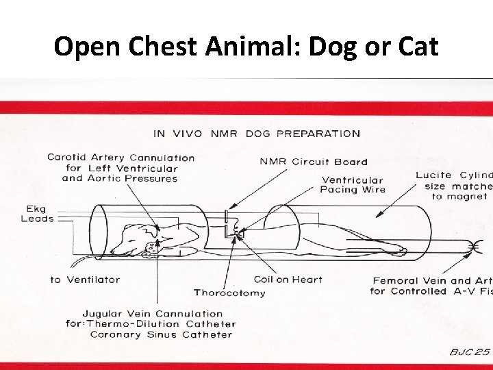 Open Chest Animal: Dog or Cat 