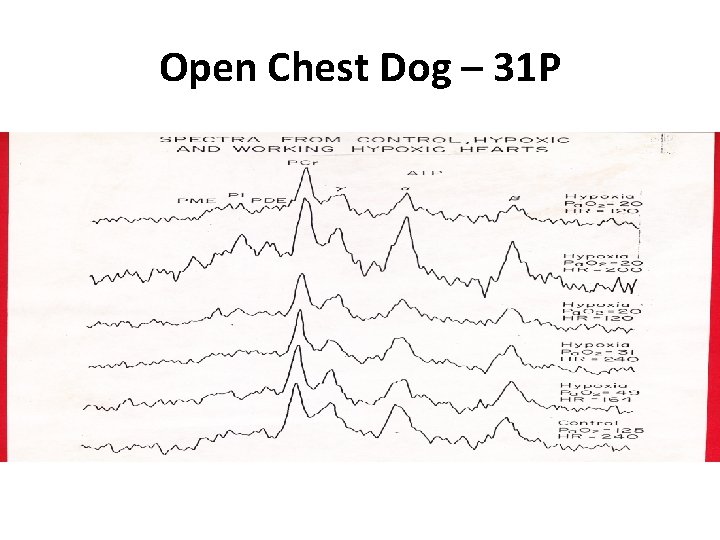 Open Chest Dog – 31 P 