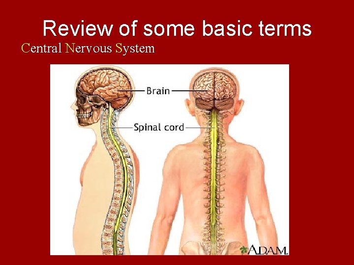 Review of some basic terms Central Nervous System 