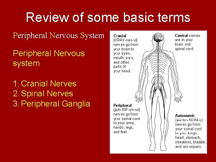 Review of some basic terms Peripheral Nervous System Peripheral Nervous system 1. Cranial Nerves