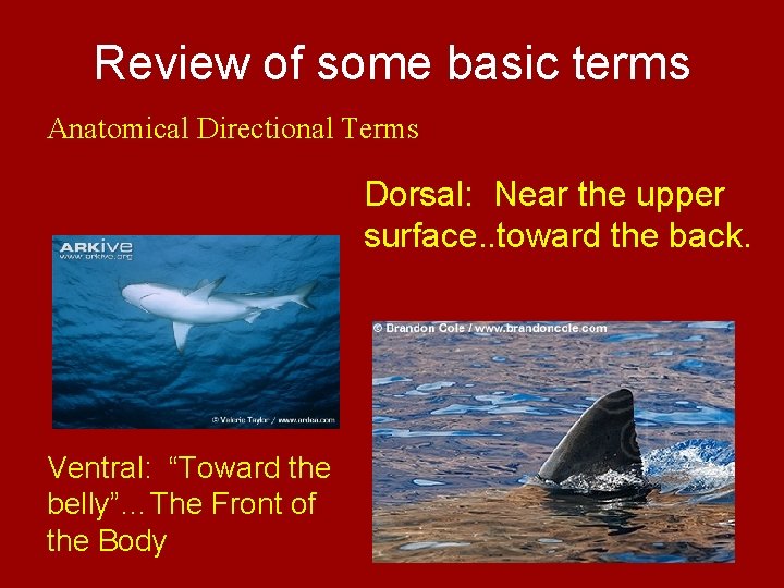 Review of some basic terms Anatomical Directional Terms Dorsal: Near the upper surface. .