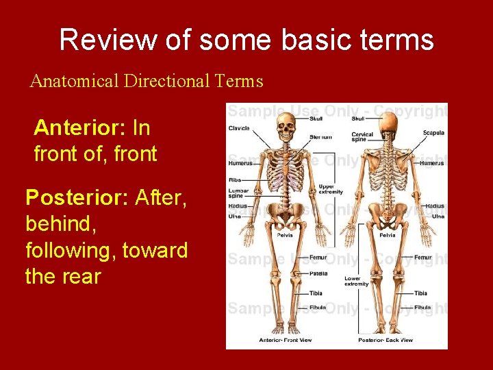Review of some basic terms Anatomical Directional Terms Anterior: In front of, front Posterior: