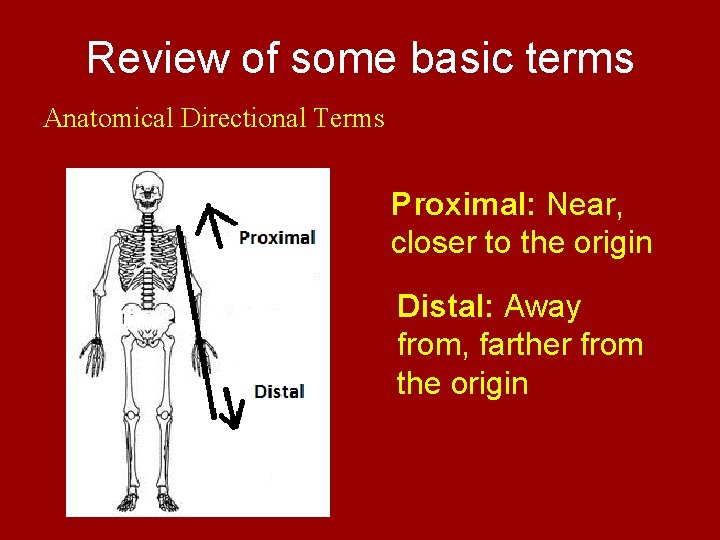 Review of some basic terms Anatomical Directional Terms Proximal: Near, closer to the origin