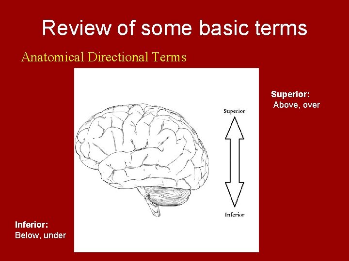 Review of some basic terms Anatomical Directional Terms Superior: Above, over Inferior: Below, under