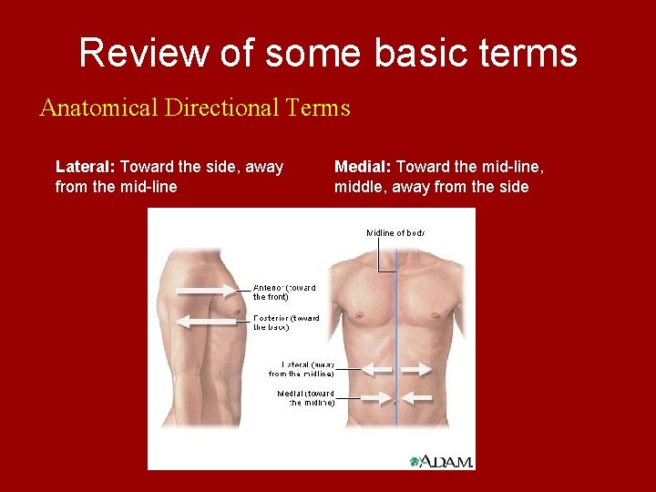 Review of some basic terms Anatomical Directional Terms Lateral: Toward the side, away from