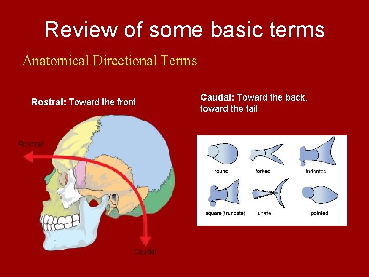 Review of some basic terms Anatomical Directional Terms Rostral: Toward the front Caudal: Toward