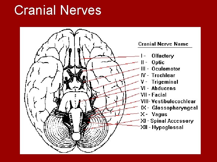Cranial Nerves 