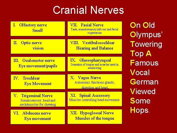 Cranial Nerves I. Olfactory nerve Smell VII. Facial Nerve II. Optic nerve vision VIII.