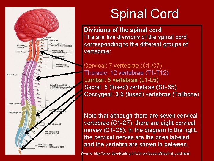 Spinal Cord Divisions of the spinal cord The are five divisions of the spinal