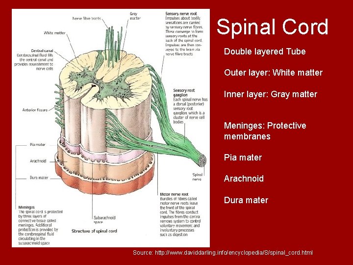 Spinal Cord Double layered Tube Outer layer: White matter Inner layer: Gray matter Meninges: