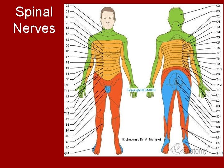 Spinal Nerves 