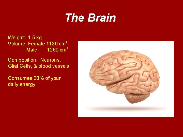 The Brain Weight: 1. 5 kg Volume: Female 1130 cm 3 Male 1260 cm