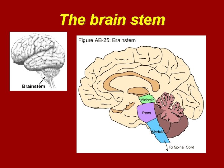 The brain stem 
